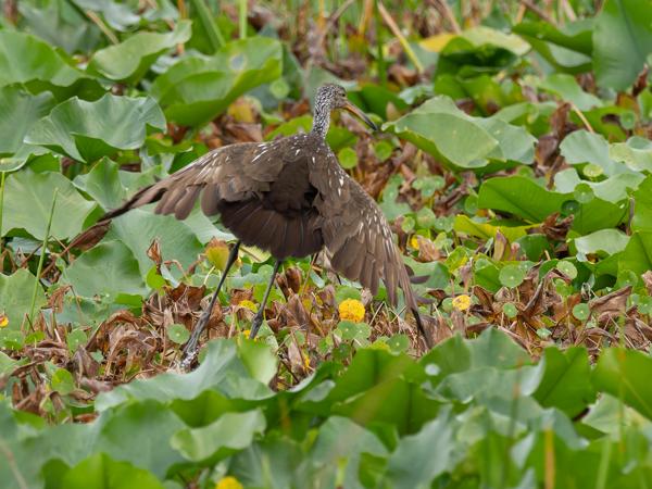 Limpkin (Aramus guarauna)